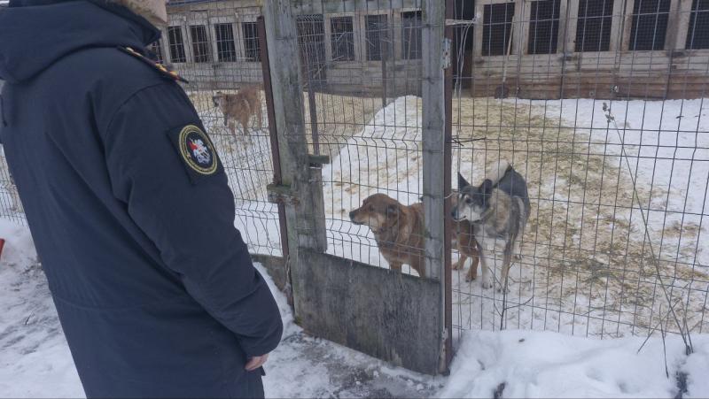 Военные следователи Северодвинска поддержали хвостатых подопечных